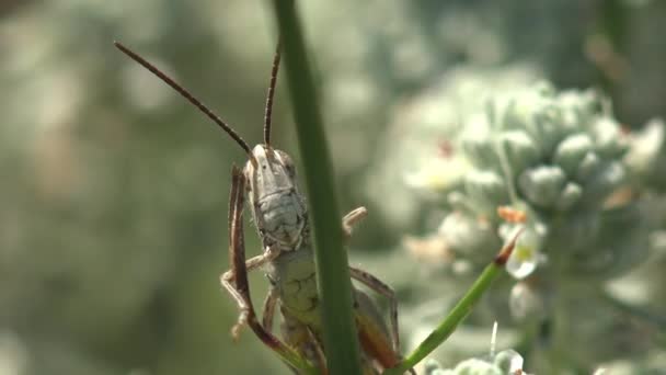 Grasshopper Sienta Una Rama Verde Hierba Mira Hacia Fuera Vista — Vídeos de Stock