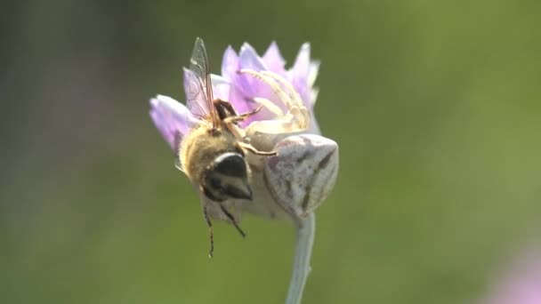 のクモ ゴールデンロッドのカニのクモ Misumena Vatia Whiteは花に座って蜂を攻撃しました 夏の牧草地でのマクロビューの花と昆虫 — ストック動画