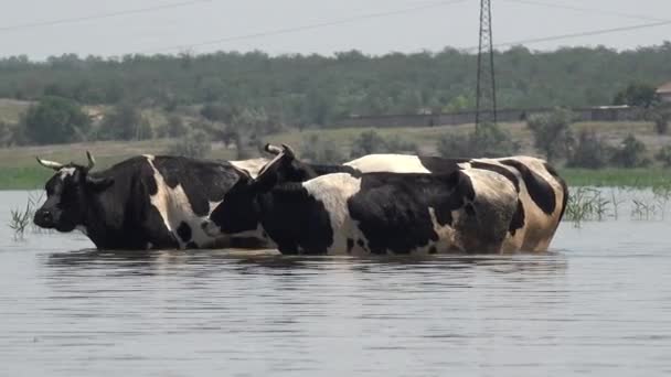 Haustiere Vom Ukrainischen Bauernhof Eine Herde Hauskühe Steht Heißen Sommertagen — Stockvideo