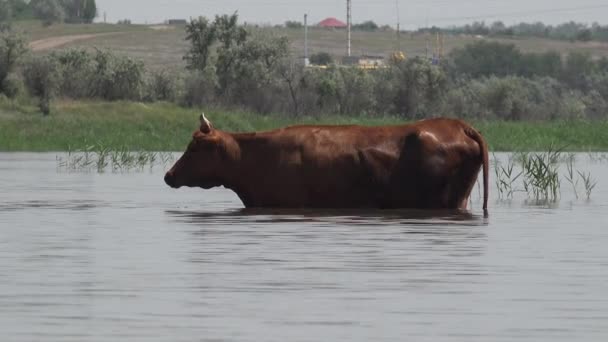 Sıcak Bir Yaz Gününde Serin Bir Nehirde Sazlıklar Arasında Evcil — Stok video