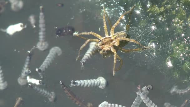 Spider Loopt Door Het Water Van Het Bosmoeras Muggenlarven Bewegen — Stockvideo