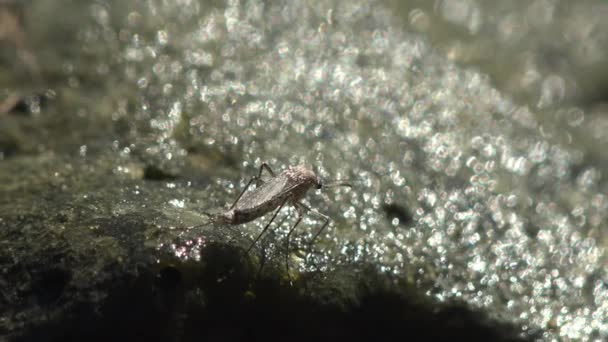 在闪闪发光的水滴中 蚊子栖息在森林沼泽地的海藻上 野生生物昆虫宏观视图 — 图库视频影像