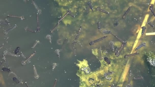 Water Algae Forest Swamp Mosquito Larvae Can Seen Moving Create — Stock Video