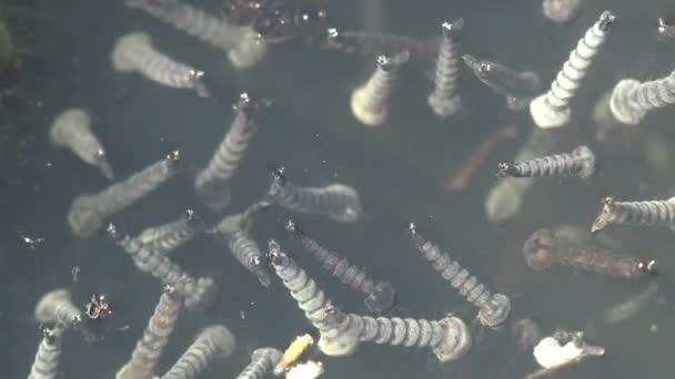유충은 의물을 수있는데 공기를 만들기 매크로보기 동물의 — 비디오
