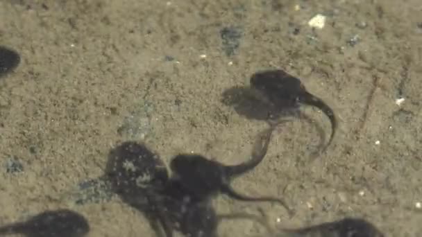 Kaulquappen Bewegen Sich Chaotisch Unter Wasser Waldsumpf Makro Unterwasserwelt Kaulquappe — Stockvideo