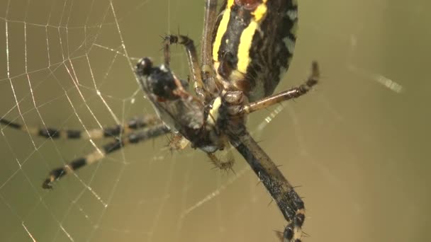Scytodes Globula Die Chilenische Tigerspinne Spider Makroansicht Spinne Auf Netz — Stockvideo