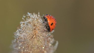 Yaz rüzgarında sallanıyor. Coccinellidae uğur böceği, uğur böceği gibi uğur böceği, gerçek böcek gibi, sabahın erken saatlerinde çiy damlaları çimenlerde uyur. Vahşi yaşamın Macro görünümü