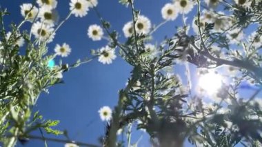 Mavi gökyüzüne karşı vahşi yaz otlaklarında açan papatyaların arasından yavaş çekim kamerası. Vahşi bitkilerin manzarası