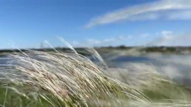 Açık bozkır bitkisi, tüy çimi (Stipa uzun ömürlü hermafrodit otlar) yaz rüzgarında mavi gökyüzüne karşı