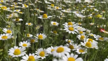 Beyaz papatya tarlası boyunca ağır çekim, vahşi bitkilerin manzarası.