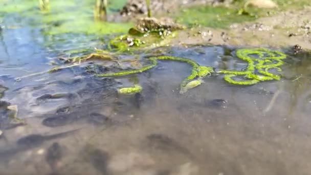 Kaulquappen Bewegen Sich Entlang Flachen Wassers Mit Algen Und Gras — Stockvideo