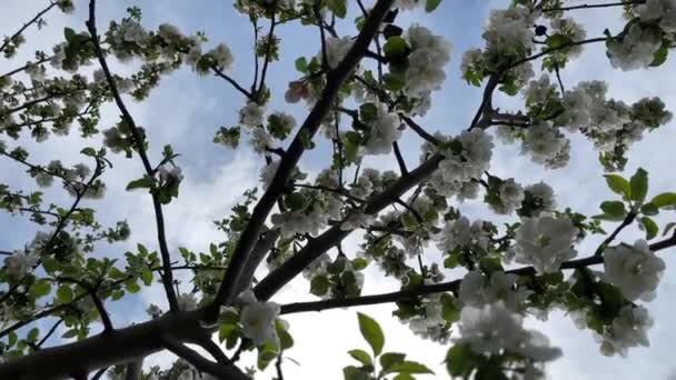 Zpomalený Pohyb Kamery Mezi Kvetoucími Květy Ovocného Stromu Jabloně Proti — Stock video