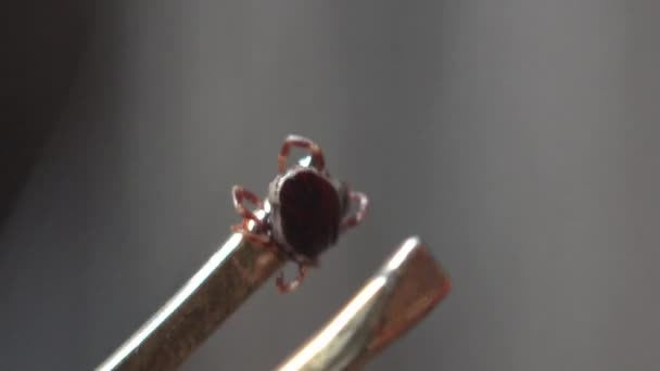 Hospital Tick Just Pulled Out Human Skin Insect Removal Operation — Stock Video