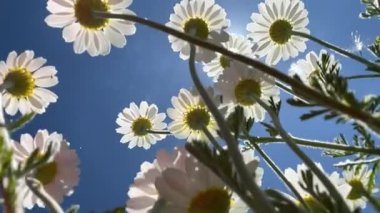 Papatya çiçeği tomurcukları arasında güneşin parıltıları. Yaz otlağındaki kır çiçeklerinin alt manzarası