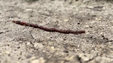 Kavurucu yaz güneşinden kurumuş bir solucan vahşi ormanın ortasında toprak yolda yavaşça sürünür.