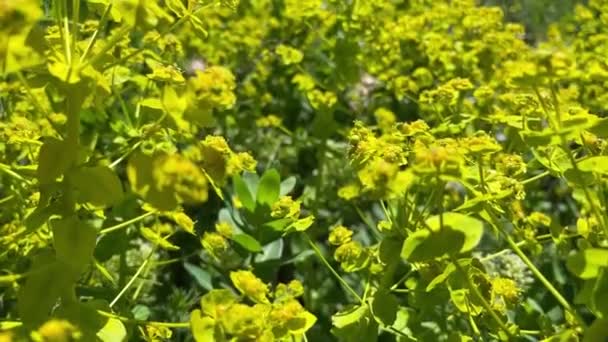 Κίνηση Πάνω Από Πεδίο Euphorbia Esula Κοινώς Γνωστό Πράσινο Σπυράκι — Αρχείο Βίντεο