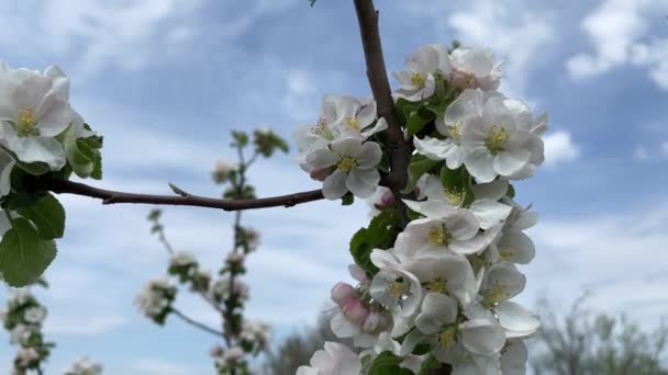 Bir Elma Ağacının Büyük Beyaz Çiçekleri Mavi Gökyüzüne Karşı Dalların — Stok video