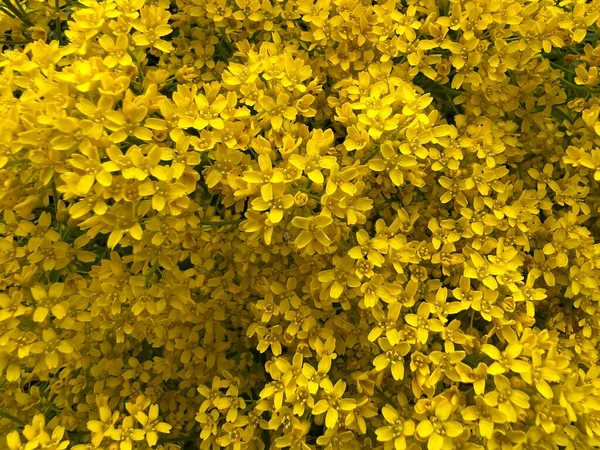 Tło Żółtych Dzikich Kwiatów — Zdjęcie stockowe