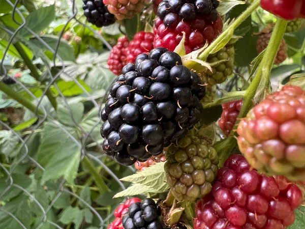 Olgun, olgun ve olgunlaşmamış Allegheny böğürtlenleri (Rubus allegheniensis). Çiftlik bahçesinde makro manzara