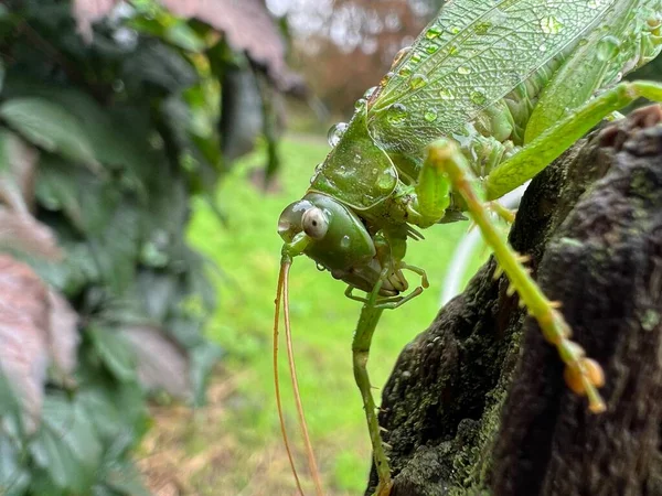 Uzun boynuzlu çekirge (Tettigonidae familyası), katydid, çayır çekirgesi, yeşil yaprak üzerinde oturan böcek görünümlü makro.