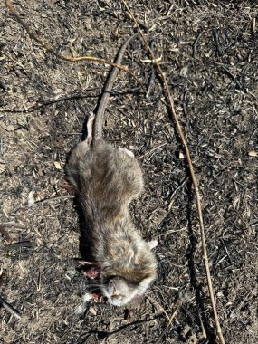 Tarım işi sırasında ezilmiş tarla faresi Muridae, gerçek fare, muris, memeli, ev faresi.