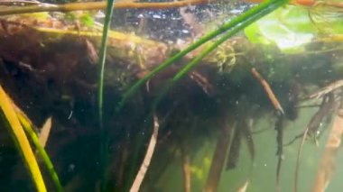 Suyun altında. Hızlı dağ nehrindeki yüksek akıntılı alg manzarası