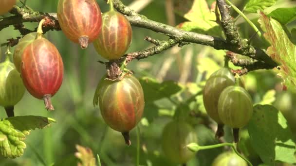 Red Gooseberry Makro Vild Skog Miljövänliga Bär Natur Skönhet Bakgrund — Stockvideo