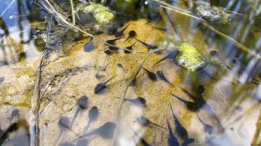 Kurbağa yavrusu, polywog bir amfibyumun yaşam döngüsünün larva evresidir, kurbağa. Kurbağa yavruları orman bataklığında kaotik bir şekilde su altında hareket eder. Makro sualtı yaban hayatı
