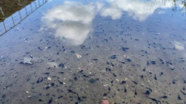 Makro Unterwasserwelt Kaulquappe Pollywog Ist Das Larvenstadium Lebenszyklus Einer Amphibie — Stockvideo
