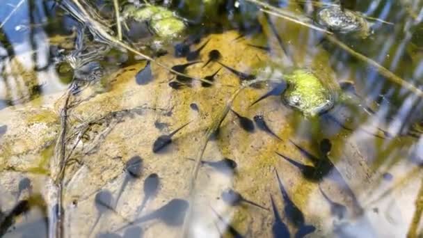 Kaulquappe Pollywog Ist Das Larvenstadium Lebenszyklus Einer Amphibie Des Frosches — Stockvideo
