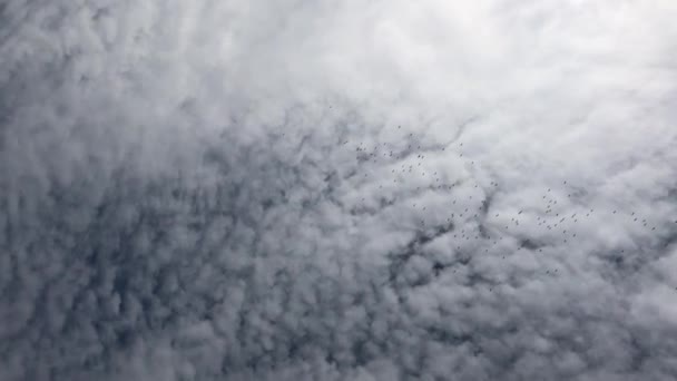 Stormo Uccelli Vola Alto Nel Cielo Sotto Nuvole Bianche — Video Stock