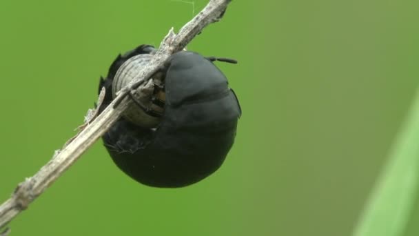 Coléoptère Larvaire Insecte Carabus Scabrosus Escargot Déchiqueteur Sur Fond Vert — Video