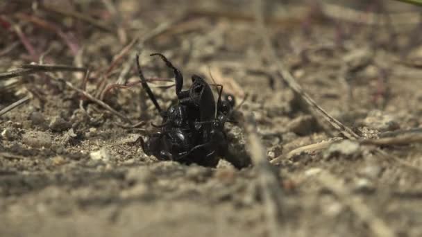 Kara Karıncalar Büyük Kara Böceği Karınca Yuvalarına Sürüklerler Yerdeki Delik — Stok video