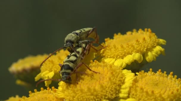 Kumbang Kumbang Longhorn Duduk Atas Bunga Rutpela Maculata Donacinae Serangga — Stok Video