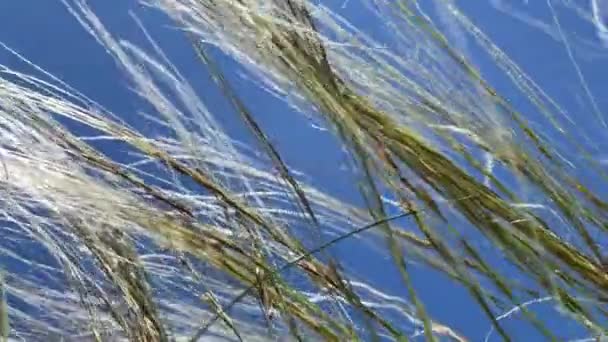Vegetation Open Steppes Feather Grass Stipa Large Perennial Hermaphroditic Grasses — Stock Video