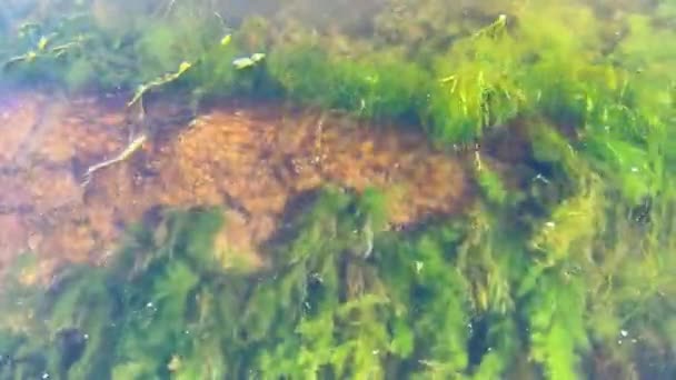 Les Algues Déplacent Des Vagues Venant Sens Inverse Les Petits — Video
