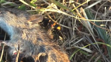 Nicrophorus marginatus ölü fare, gömülü böcekler, Nicrophorus cinsi, Silphidae, leş böcekleri etrafında koşuyor. Vahşi hayatta makro böceği görüntüle
