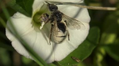 Beyaz polenler içindeki beyaz arılar hızla hareket eder. Çiçek Convolvulus arvensis, makro görünüm Vahşi Yaşam Böceği