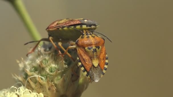 Rhaphigaster Nebulosa Uma Espécie Insetos Coleópteros Polífagos Pertencente Família Pentatomidae — Vídeo de Stock