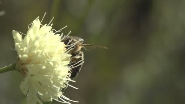 Sparmopolius Fulvus Насекомое Мухи Пчелы Сидит Белом Цветке Собирает Нектар — стоковое видео