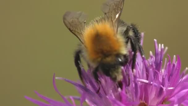 Bumblebee Шмель Пчела Шмель Пчела Скромная Пчела Роде Bombus Apidae — стоковое видео