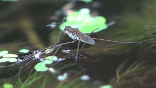 Gerridae Water Skater Bug Saltando Araña Agua Sienta Superficie Del — Vídeo de stock
