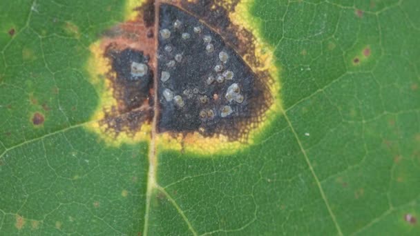 Hoja Arce Verde Cubierta Manchas Enfermas Discula Umbrinella Gloeosporium Quercinum — Vídeos de Stock