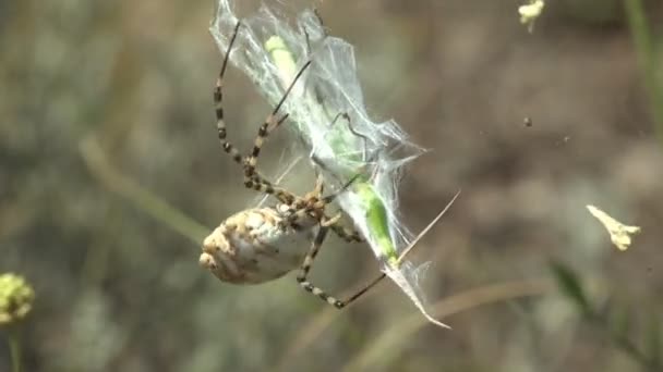 Spider Argiope Lobata Webbed Acrida Cinerea Oosterse Langhoofdige Sprinkhaan Sprinkhaan — Stockvideo