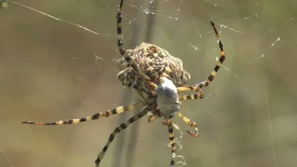Argiope Lobata Species Spider Belonging Family Araneidae Silver Abdomen Marked — Stock Video