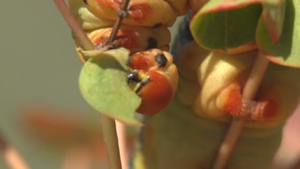 Hyles Euphorbiae Žvýká Listy Červená Hlava Husté Mastné Housenky Visící — Stock video