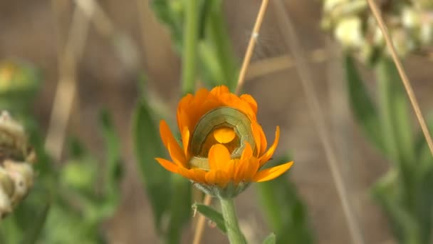 Pequeña Oruga Verde Enrolla Círculo Dentro Una Flor Naranja Entre — Vídeos de Stock