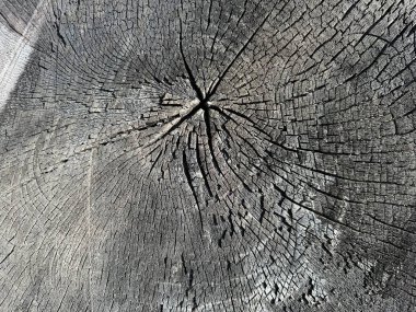 Şiddetli bir yangından sonra kalın ağaç manzarasını kes, kömürleşmiş ahşap ağaç yapısını göster, eş merkezli siyah halkalar.