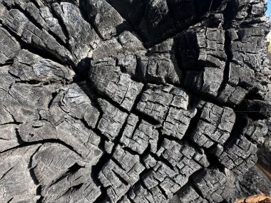 Güçlü ateş üstüne kalın bir ağaç kesimi, büyük delikli kömürleşmiş bir yapı. konsantre siyah kömürleşmiş halkalar