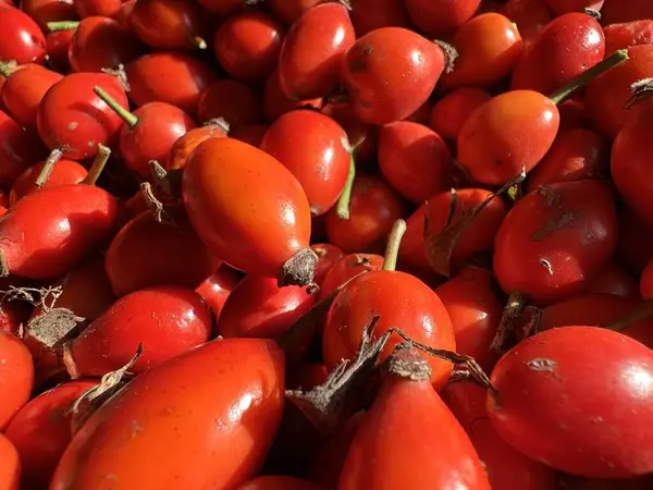 Rosa Rugosa 'nın gül kalçası (plaj gülü), hasattan sonra ilaçlarda kullanılan meyvelerin üst görünümü